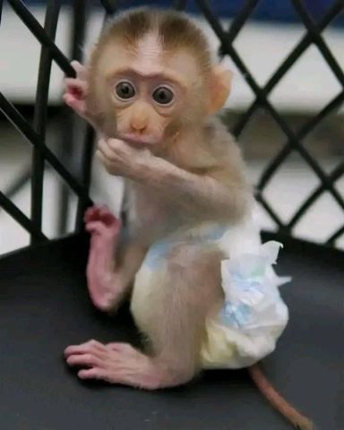 Capuchin monkeys ready for their new home