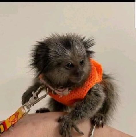 Marmoset Monkeys Available for sale