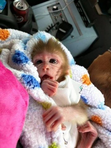 CAPUCHIN MONKEY FOR SALE