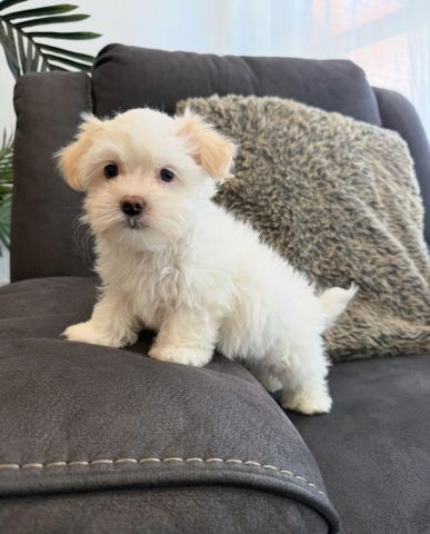 1  MALE MALTESE SHIH TZU X puppy for Rehoming