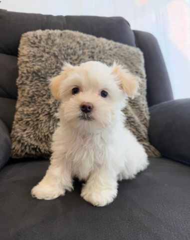 1  MALE MALTESE SHIH TZU X puppy for Rehoming 2
