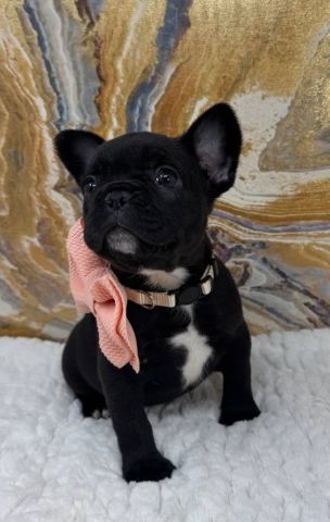 Tea cup french bulldog pied 