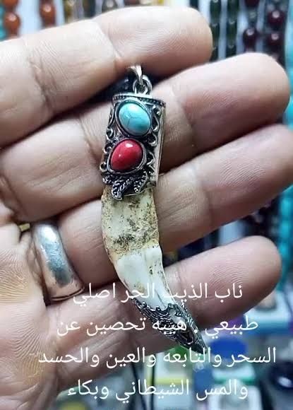 ناب الذئب اصلي