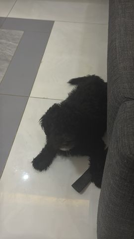 ذكور بودل 3