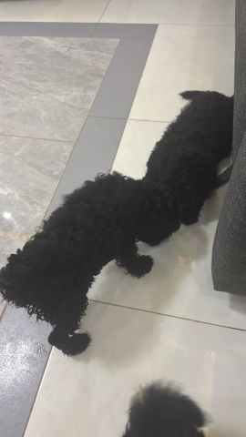 ذكور بودل 4