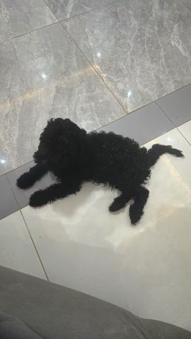 ذكور بودل 6