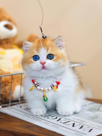 Cute Munchkin Kittens Available