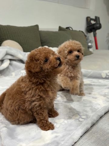 Sweet POODLE PUPPIES For Adoption