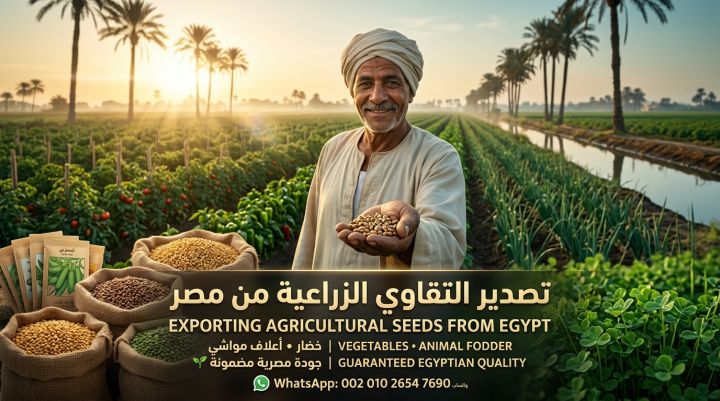 بذور مصرية بجودة مضمونة وإنتاج يفرّح الفلاح ?