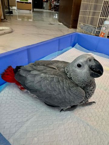 Male and female African grey parrots babies 