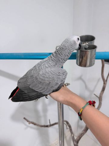 Male and female African grey parrots babies  3