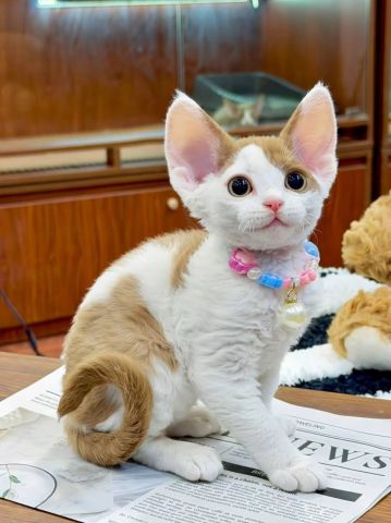 Devon Rex Kittens For A New Forever Home