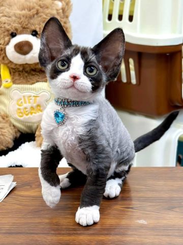 Devon Rex Kittens For A New Forever Home 2
