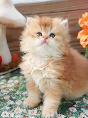 Cute British Longhair Kittens