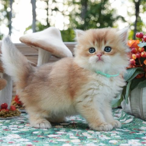 Cute British Longhair Kittens 2