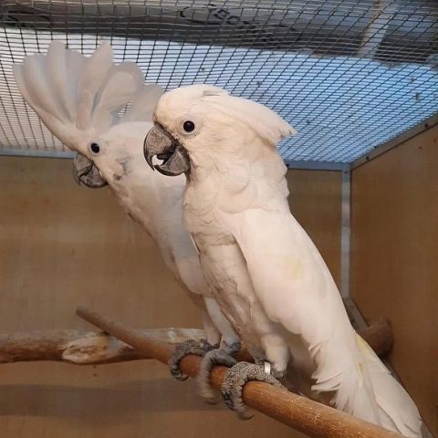 ببغاوات "كوكاتو المظلة" (Umbrella Cockatoos) - ذكور وإناث - للبيع