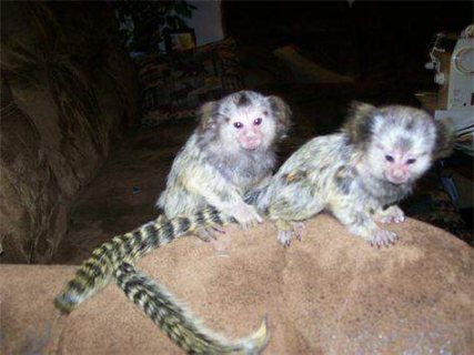 Male and Female Marmoset Monkeys For Sale