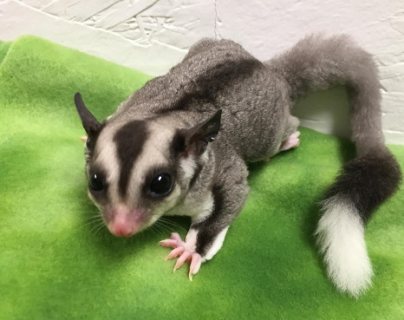 Grey and White Face Sugar Gliders  1
