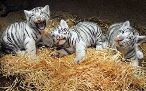 Friendly Tiger Cubs available for good homes. 1