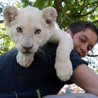 Healthy white lion available for good homes. 1