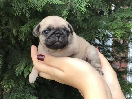 Adorable Pugs Puppies For Sale  