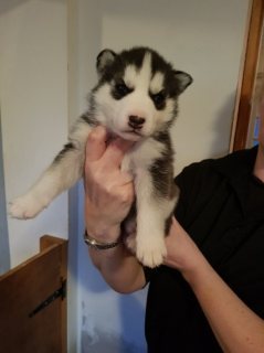  Siberian Husky Puppies For Sale