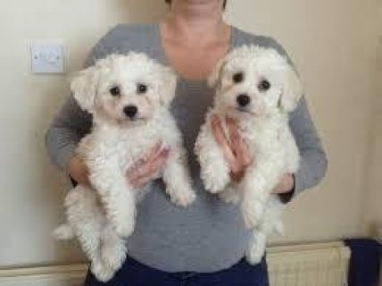 Bichon Frise Puppies for sale  1