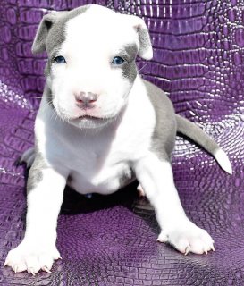 Pitbull puppies for sale 1