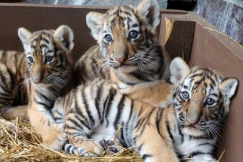 male and female Tigers Cubs  For Sale