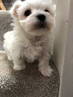  Adorable Maltese puppies for sale  1