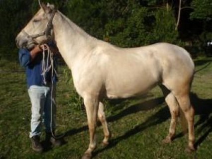 Arabian Horses For sale