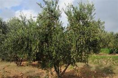 شركة فلاحية للبيع تحتوي 250 هكتار 31 ألف  شجرة زيتون .... تونس  4