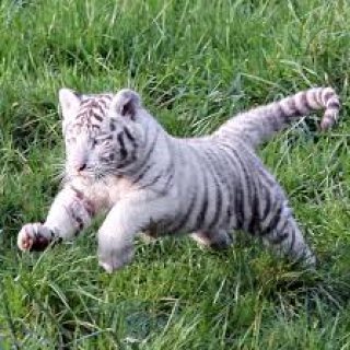 Tiger Cubs available for good homes.