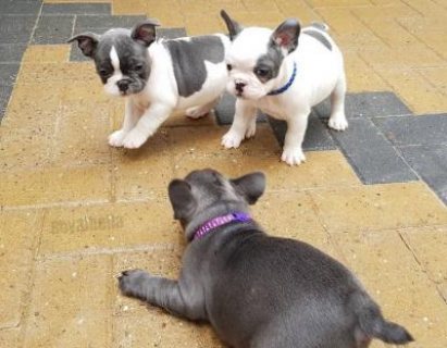French bulldog Puppies for sale 1