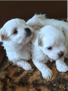 Two Teacup Maltese Puppies For Sale Ø¯Ø¨ÙŠ 73896