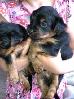 Registered Yorkie Puppies for Sale