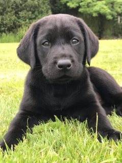 Labrador فئة حيوانات و طيور كلاب للبيع كل الامارات صفحة 1