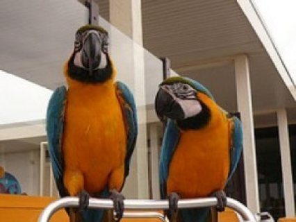 Gorgeous Tamed & Talking Blue & Gold Macaw