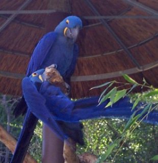 Adorable Talking Hyacinth Macaws Parrots for Sale