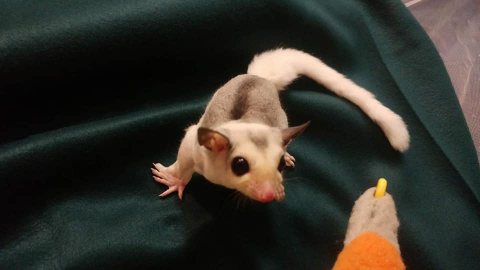 Lovely And Friendly Sugar Gliders for Sale 1