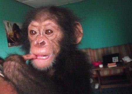 Affectionate and homely trained chimpanzee for sale