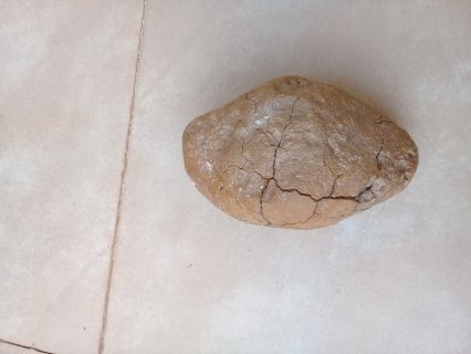 حجر على شكل راس ديناصور  3