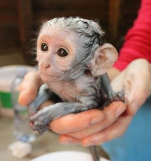 Capuchin babies ready for their forever loving homes