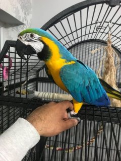 Awesome Blue And Gold Macaw Parrot for sale.