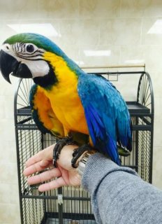  Adorable  Blue And Gold Macaw Parrot for sale