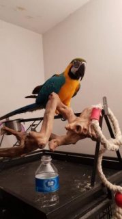  Lovely  Blue And Gold Macaw Parrot for sale.