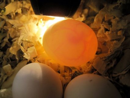 Fresh and Fertile Parrot Eggs for Sale,