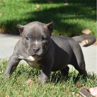 Pit bull puppies for sale دبي (86046)