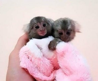 Finger Marmoset Monkeys available