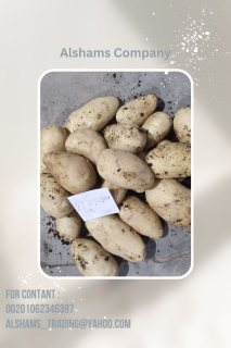 fresh potatoes